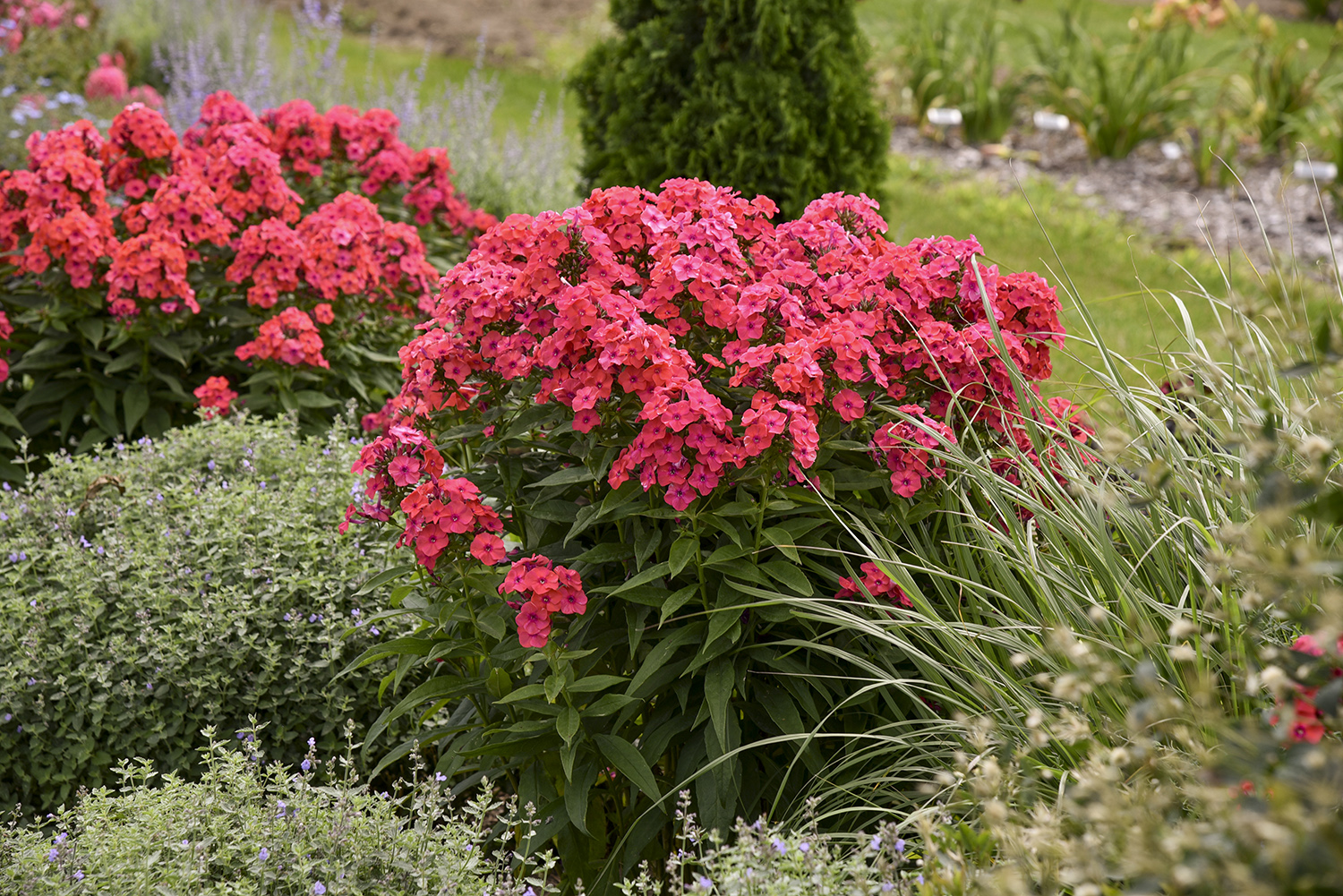 Phlox